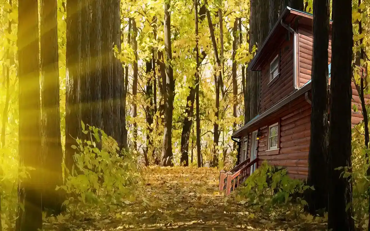 Wooded private acreage surrounding the cabin near Unicoi State Park