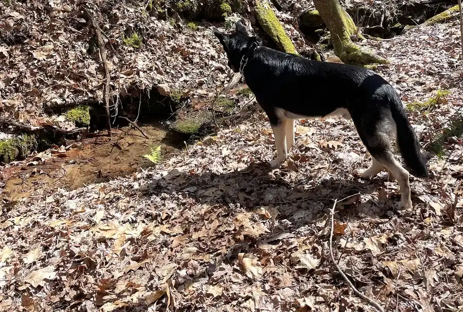 Dog exploring the wooded trails at Alpenhaus Cabin