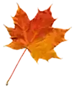 image of fall leaf from Helen Mountain Cabin