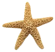image of a isolated Starfish