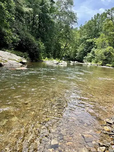 picture of a clear stream running through rocks and trees on both sides
