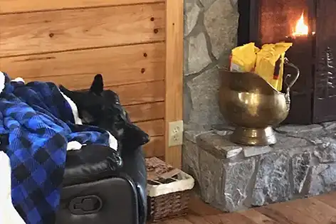 dog in chair in front of fireplace