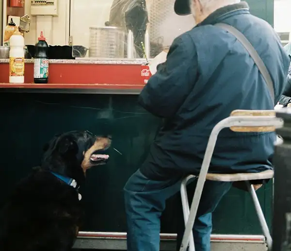 pet friendly restaurant